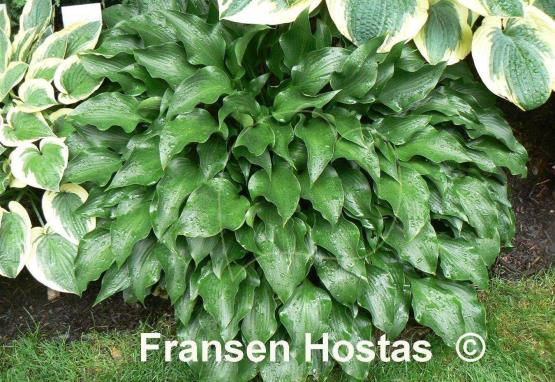 Hosta Rain Forest